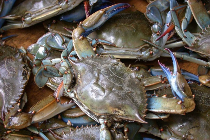 El cangrejo azul es una de las especies invasoras más peligrosas del Mediterráneo. En Italia tienen un plan: comérselo