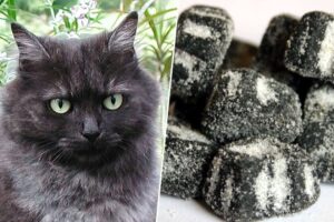 Tras miles de años de convivencia, acabamos de descubrir un nuevo color en los gatos: el "regaliz salado"