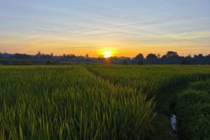 China está cultivando arroz en el sitio más insospechado de su geografía: en pleno desierto