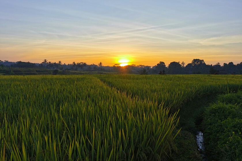 China está cultivando arroz en el sitio más insospechado de su geografía: en pleno desierto