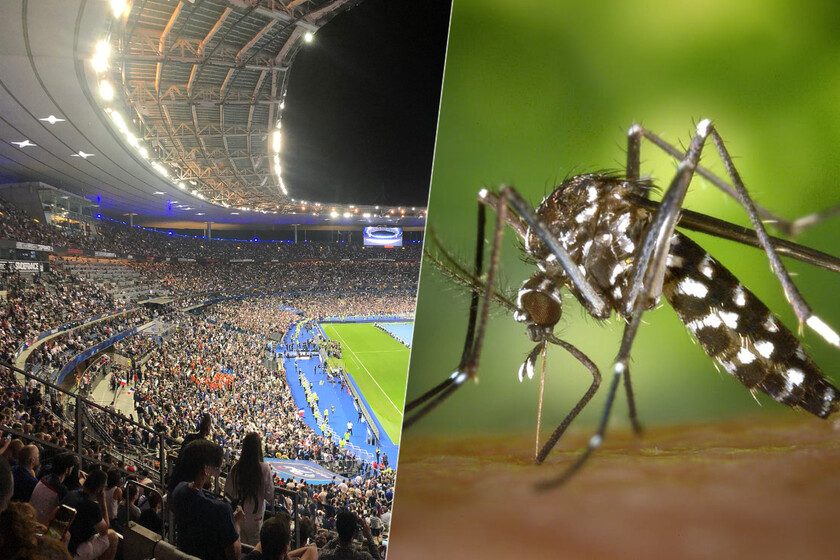la caza de mosquitos tigre