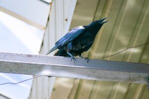 Hemos llenado nuestras ciudades de espinas "anti-aves". Los cuervos las están utilizando para sus nidos