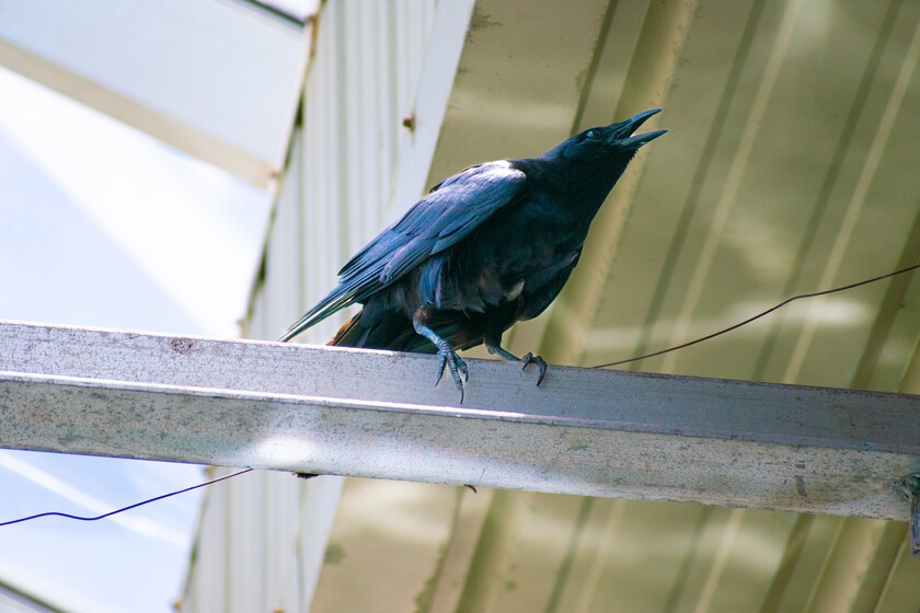Hemos llenado nuestras ciudades de espinas "anti-aves". Los cuervos las están utilizando para sus nidos