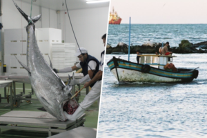 Hemos encontrado 1.000 kilos de atún podrido flotando cerca de Mallorca. No es la primera vez que pasa ni será la última