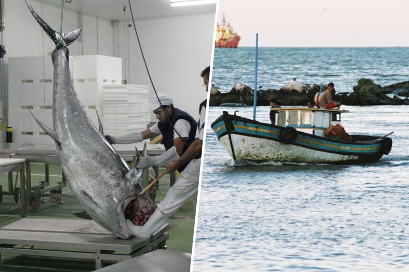 Hemos encontrado 1.000 kilos de atún podrido flotando cerca de Mallorca. No es la primera vez que pasa ni será la última