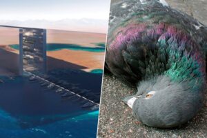 The Line va a tener una inmensa fachada de espejos. Nadie pensó que por ahí pasan miles de millones de aves