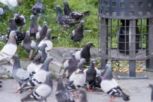 Las palomas se han convertido en un problema para todas las ciudades del mundo. Para todas excepto Barcelona
