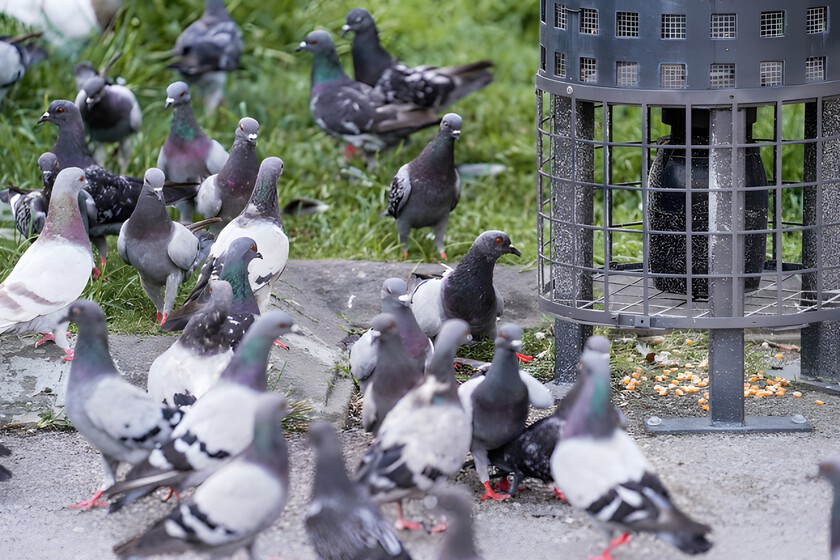 Las palomas se han convertido en un problema para todas las ciudades del mundo. Para todas excepto Barcelona