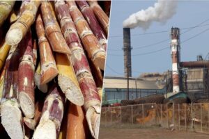 el colapso de la industria del azúcar