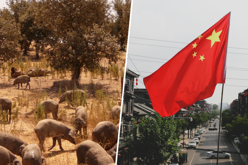 China ha movido ficha contra los aranceles europeos a sus coches eléctricos. Primera víctima: el cerdo español