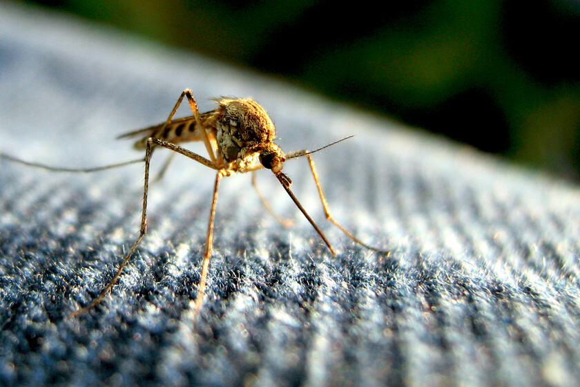 El método japonés para librarse de los mosquitos en casa durante el verano: katori senko