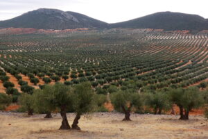 El Gobierno ha decidido bajar al 0% el IVA del aceite de oliva. Justo cuando ya se espera una bajada de precios