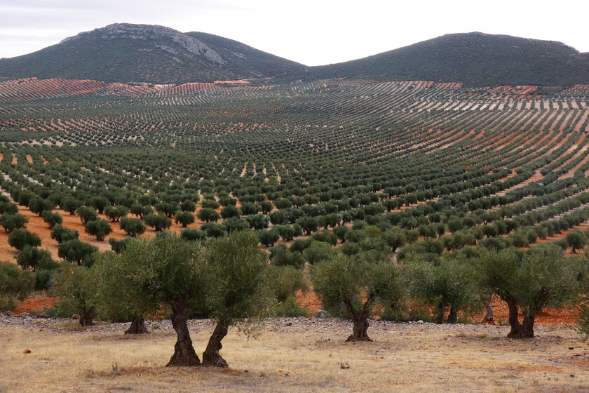 El Gobierno ha decidido bajar al 0% el IVA del aceite de oliva. Justo cuando ya se espera una bajada de precios