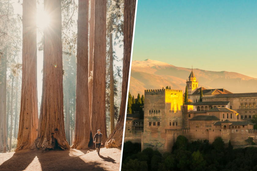 el árbol que se plantó en Granada años antes de que los botánicos las descubrieran