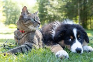 55.000 euros por un perro, 50.000 por un gato