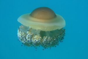 El Mar Menor está viendo una "explosión” en su población de medusas. La culpable: la medusa huevo frito