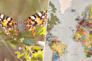 En 2013, un investigador catalán descubrió una mariposa en un lugar en el que no debía estar. La explicación estaba 4.200 km de distancia