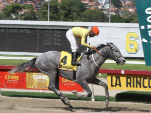 13 potros disputan hoy la 1ª Corona