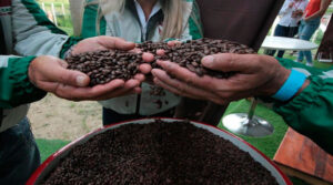 20 estados del país se han incorporado a la producción del café
