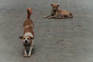 Los perros callejeros son una estampa arquetípica de Estambul y Turquía. El Gobierno quiere ahora eliminarlos