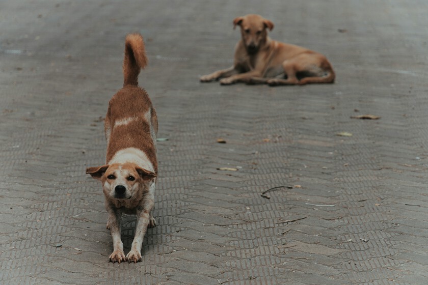 Los perros callejeros son una estampa arquetípica de Estambul y Turquía. El Gobierno quiere ahora eliminarlos