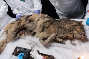Rusia ha abierto un lobo congelado de más de 44.000 años. Se buscan virus milenarios con vida