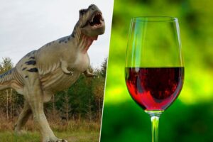 Cuando bebas una copa de vino recuerda que es gracias a la extinción de los dinosaurios