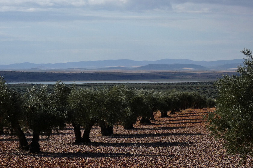 Nunca hemos sido capaces de prever la campaña del aceite de oliva del próximo año. Unos investigadores creen poder hacerlo