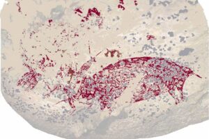 Hemos descubierto las pinturas rupestres más antiguas en una cueva perdida en Indonesia. Y tienen mucho que ver con España
