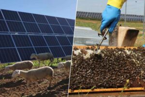 los proyectos agrovoltaicos que están exprimiendo el uso de las placas solares