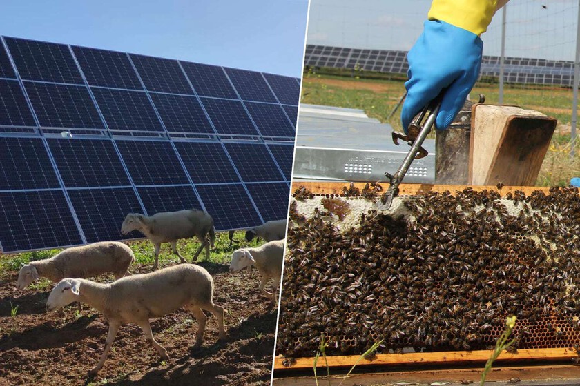 los proyectos agrovoltaicos que están exprimiendo el uso de las placas solares