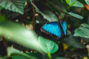 Ni animales ni plantas quieren “vestirse” de azul. Tienen sus motivos