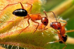 Resulta que hay otra especie terrestre que cura a sus heridos y realiza amputaciones quirúrgicas: las hormigas