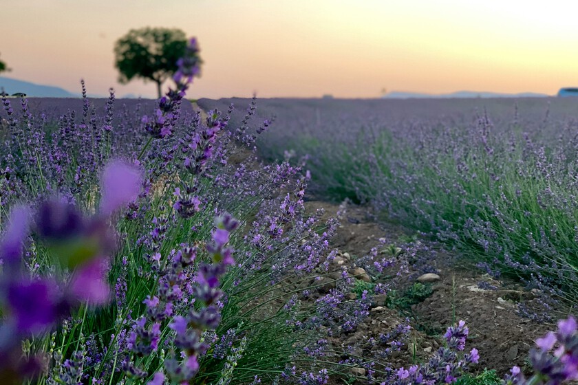 cinco sitios donde ver la lavanda en flor
