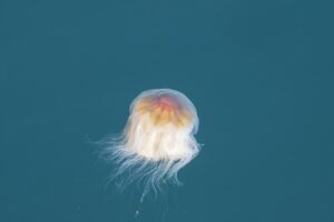 Si parece que el número de medusas aumenta cada año es por un buen motivo: el cambio climático