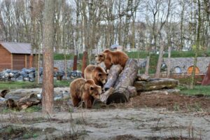 Los ataques de osos han aumentado tanto en Japón que las autoridades han adoptado una medida radical: la guerra