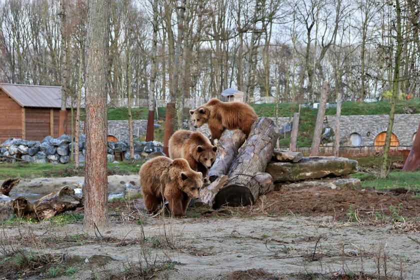 Los ataques de osos han aumentado tanto en Japón que las autoridades han adoptado una medida radical: la guerra