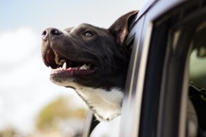 Qué dice la ley sobre romper la ventanilla de un coche cuando un perro está sufriendo un golpe de calor