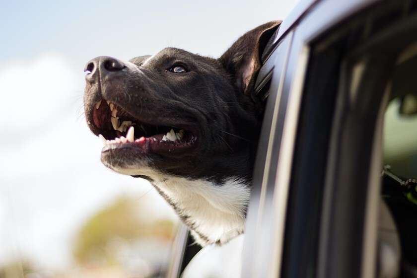 Qué dice la ley sobre romper la ventanilla de un coche cuando un perro está sufriendo un golpe de calor
