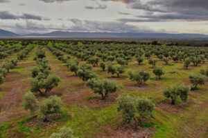 Tras años de dominio italiano, ya podemos decir que el aceite de oliva más saludable del mundo se hace en Ciudad Real
