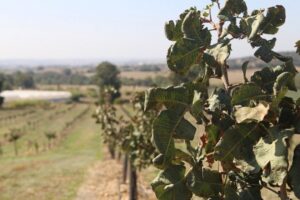 España vive un auténtico boom del cultivo de pistacho. Uno que puede frenarse drásticamente por una plaga