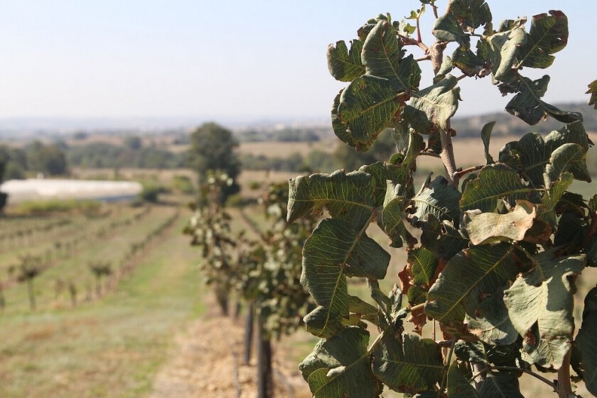 España vive un auténtico boom del cultivo de pistacho. Uno que puede frenarse drásticamente por una plaga