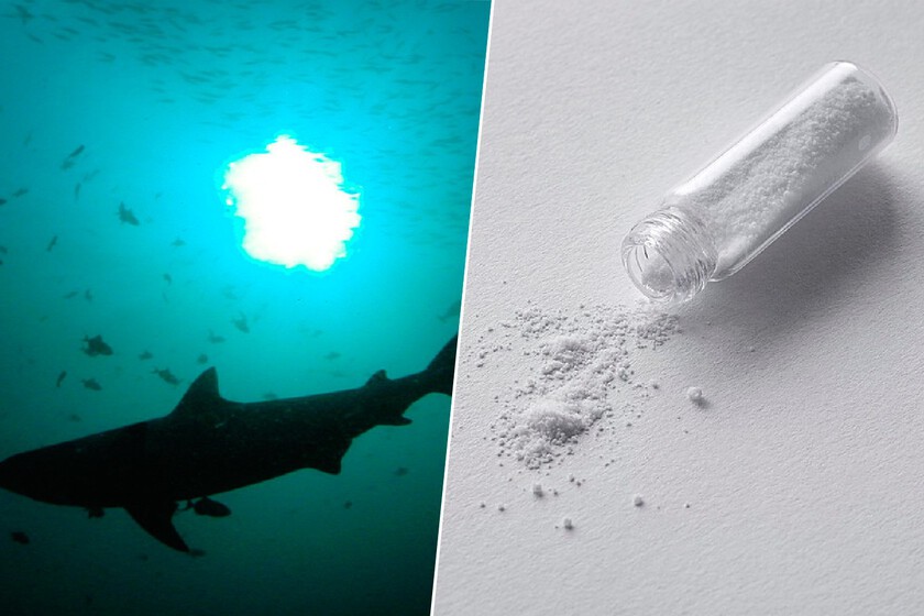 Brasil analizó 13 tiburones frente a la costa de Río de Janeiro. Todos los ejemplares dieron positivo en cocaína
