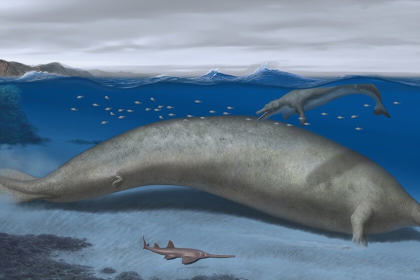 Pensábamos que la ballena azul era enorme. Hasta que encontramos a Colossus, el animal más pesado de la historia