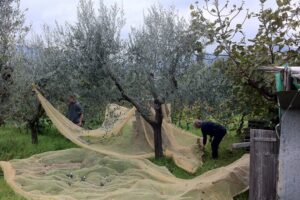 mientras el mercado apuesta por el fin de la crisis del aceite de oliva, los productores preocupados