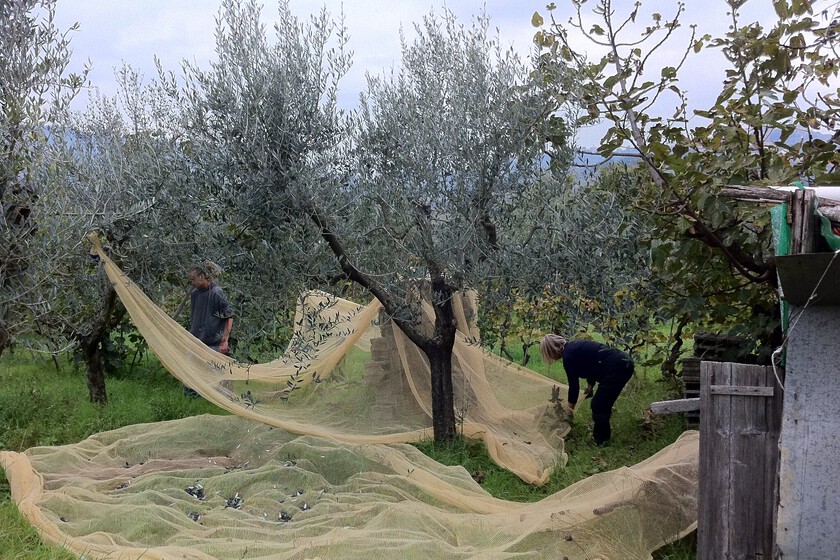 mientras el mercado apuesta por el fin de la crisis del aceite de oliva, los productores preocupados