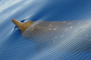 Nada está a salvo del impacto de los humanos. Ni siquiera las ballenas más remotas de planeta