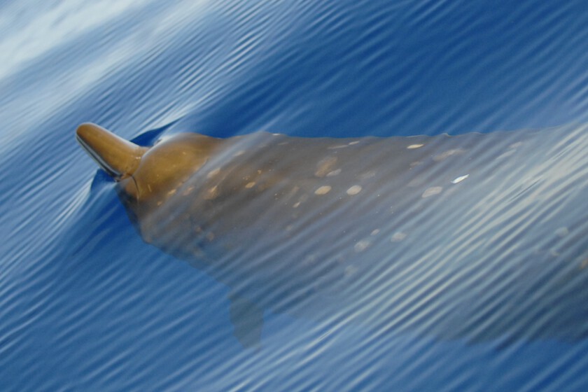 Nada está a salvo del impacto de los humanos. Ni siquiera las ballenas más remotas de planeta