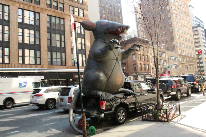 Nueva York vive una plaga de superratas. Es un aviso para el resto de las grandes ciudades