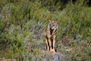 Castilla y León lanzó un plan para la caza del lobo. La Unión Europea le ha dicho que no tan rápido